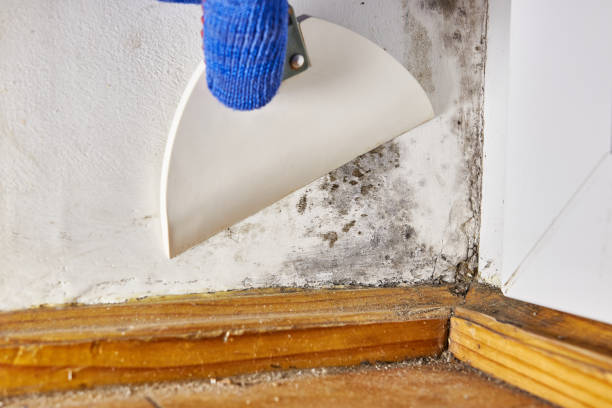 Best Black Mold Removal  in Oronoque, CT