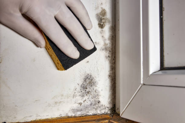 Best Residential Mold Inspection & Testing  in Oronoque, CT